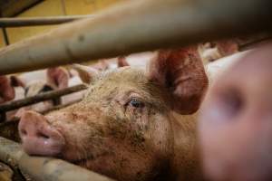 Pig farm investigation in Sweden between 2019-2020