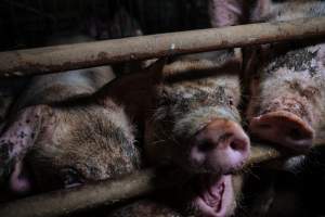 Pig farm investigation in Sweden between 2019-2020