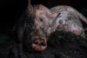 Pig farm investigation in Sweden between 2019-2020