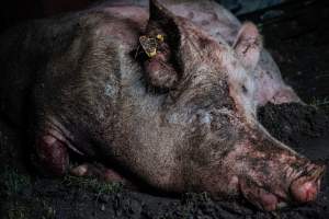 Pig farm investigation in Sweden between 2019-2020