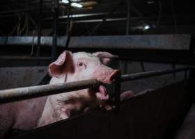 Pig farm investigation in Sweden between 2019-2020