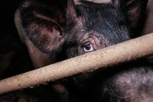 Pig farm investigation in Sweden between 2019-2020