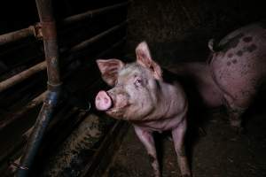 Pig farm investigation in Sweden between 2019-2020