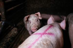 Pig farm investigation in Sweden between 2019-2020