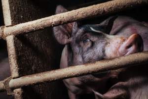 Pig farm investigation in Sweden between 2019-2020