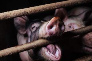 Pig farm investigation in Sweden between 2019-2020