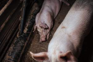 Pig farm investigation in Sweden between 2019-2020