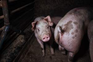 Pig farm investigation in Sweden between 2019-2020