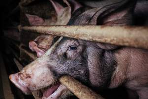 Pig farm investigation in Sweden between 2019-2020