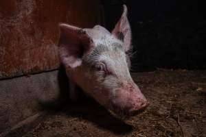 Pig farm investigation in Sweden between 2019-2020