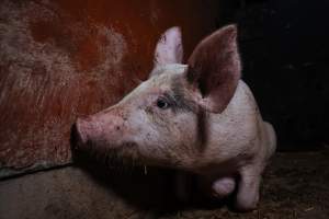 Pig farm investigation in Sweden between 2019-2020