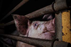 Pig farm investigation in Sweden between 2019-2020