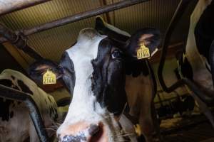 Dairy farms taken between 2019-2021