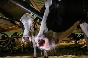 Dairy farms taken between 2019-2021