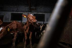 Dairy farms taken between 2019-2021