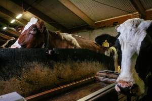 Dairy farms taken between 2019-2021