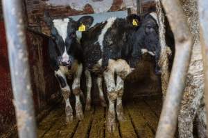 Dairy farms taken between 2019-2021