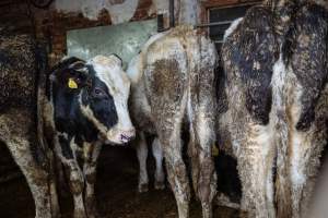 Dairy farms taken between 2019-2021