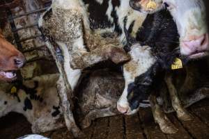 Dairy farms taken between 2019-2021