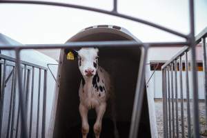 Dairy farms taken between 2019-2021