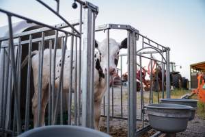 Dairy farms taken between 2019-2021