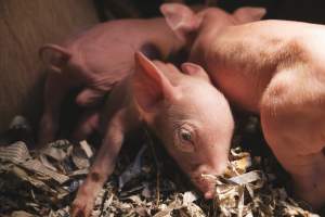 Pig Farms Spain - Pig farms in Spain taken in 2020