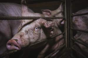 Pig Farms Spain - Pig farms in Spain taken in 2020