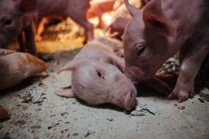 Pig Farms Spain - Pig farms in Spain taken in 2020