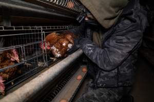 Activist rescues hen from battery cage