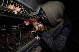 Activist rescues hen from battery cage