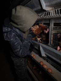 Activist rescues hen from battery cage