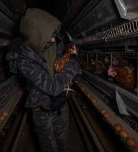 Activist rescues hen from battery cage