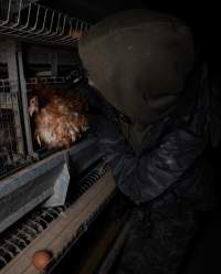 Activist rescues hen from battery cage