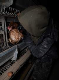 Activist rescues hen from battery cage