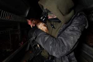 Activist rescues hen from battery cage