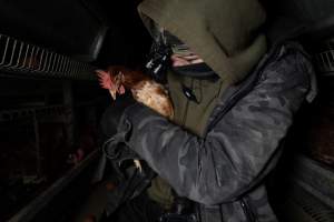 Activist rescues hen from battery cage