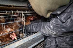 Activist rescues hen from battery cage