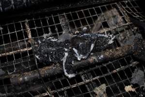 Egg Farm Fire Aftermath - Farm Transparency Project investigators visited the aftermath of a blaze that broke out on Tuesday at a Victorian egg farm. An estimated 45,000 layer hens, housed in a 'barn laid' system, perished in the inferno. - Captured at Kinross egg farm, Carisbrook VIC Australia.