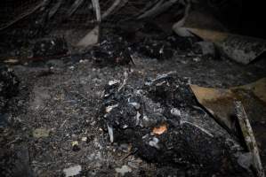 Egg Farm Fire Aftermath - Farm Transparency Project investigators visited the aftermath of a blaze that broke out on Tuesday at a Victorian egg farm. An estimated 45,000 layer hens, housed in a 'barn laid' system, perished in the inferno. - Captured at Kinross egg farm, Carisbrook VIC Australia.