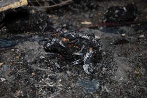 Egg Farm Fire Aftermath - Farm Transparency Project investigators visited the aftermath of a blaze that broke out on Tuesday at a Victorian egg farm. An estimated 45,000 layer hens, housed in a 'barn laid' system, perished in the inferno. - Captured at Kinross egg farm, Carisbrook VIC Australia.