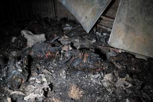 Egg Farm Fire Aftermath - Farm Transparency Project investigators visited the aftermath of a blaze that broke out on Tuesday at a Victorian egg farm. An estimated 45,000 layer hens, housed in a 'barn laid' system, perished in the inferno. - Captured at Kinross egg farm, Carisbrook VIC Australia.