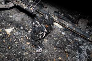 Egg Farm Fire Aftermath - Farm Transparency Project investigators visited the aftermath of a blaze that broke out on Tuesday at a Victorian egg farm. An estimated 45,000 layer hens, housed in a 'barn laid' system, perished in the inferno. - Captured at Kinross egg farm, Carisbrook VIC Australia.