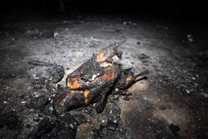 Egg Farm Fire Aftermath - Farm Transparency Project investigators visited the aftermath of a blaze that broke out on Tuesday at a Victorian egg farm. An estimated 45,000 layer hens, housed in a 'barn laid' system, perished in the inferno. - Captured at Kinross egg farm, Carisbrook VIC Australia.