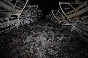 Egg Farm Fire Aftermath - Farm Transparency Project investigators visited the aftermath of a blaze that broke out on Tuesday at a Victorian egg farm. An estimated 45,000 layer hens, housed in a 'barn laid' system, perished in the inferno. - Captured at Kinross egg farm, Carisbrook VIC Australia.