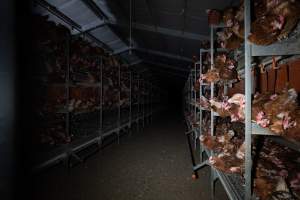 Barn-laid egg farm identical to the one burned - Farm Transparency Project investigators visited the aftermath of a blaze that broke out on Tuesday at a Victorian egg farm. An estimated 45,000 layer hens, housed in a 'barn laid' system, perished in the inferno. The neighbouring shed uses the same system, so depicts what the shed looked like before it burned. - Captured at Kinross egg farm, Carisbrook VIC Australia.