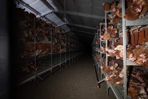 Barn-laid egg farm identical to the one burned - Farm Transparency Project investigators visited the aftermath of a blaze that broke out on Tuesday at a Victorian egg farm. An estimated 45,000 layer hens, housed in a 'barn laid' system, perished in the inferno. The neighbouring shed uses the same system, so depicts what the shed looked like before it burned. - Captured at Kinross egg farm, Carisbrook VIC Australia.