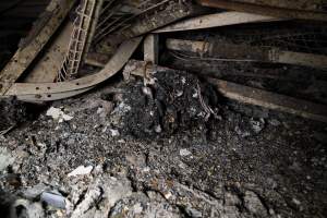 Egg Farm Fire Aftermath - Farm Transparency Project investigators visited the aftermath of a blaze that broke out on Tuesday at a Victorian egg farm. An estimated 45,000 layer hens, housed in a 'barn laid' system, perished in the inferno. - Captured at Kinross egg farm, Carisbrook VIC Australia.