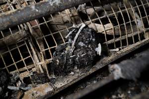 Egg Farm Fire Aftermath - Farm Transparency Project investigators visited the aftermath of a blaze that broke out on Tuesday at a Victorian egg farm. An estimated 45,000 layer hens, housed in a 'barn laid' system, perished in the inferno. - Captured at Kinross egg farm, Carisbrook VIC Australia.