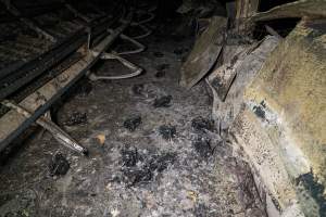 Egg Farm Fire Aftermath - Farm Transparency Project investigators visited the aftermath of a blaze that broke out on Tuesday at a Victorian egg farm. An estimated 45,000 layer hens, housed in a 'barn laid' system, perished in the inferno. - Captured at Kinross egg farm, Carisbrook VIC Australia.