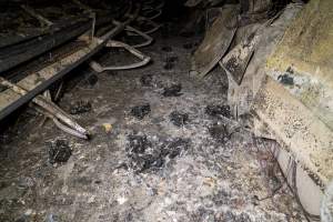 Egg Farm Fire Aftermath - Farm Transparency Project investigators visited the aftermath of a blaze that broke out on Tuesday at a Victorian egg farm. An estimated 45,000 layer hens, housed in a 'barn laid' system, perished in the inferno. - Captured at Kinross egg farm, Carisbrook VIC Australia.